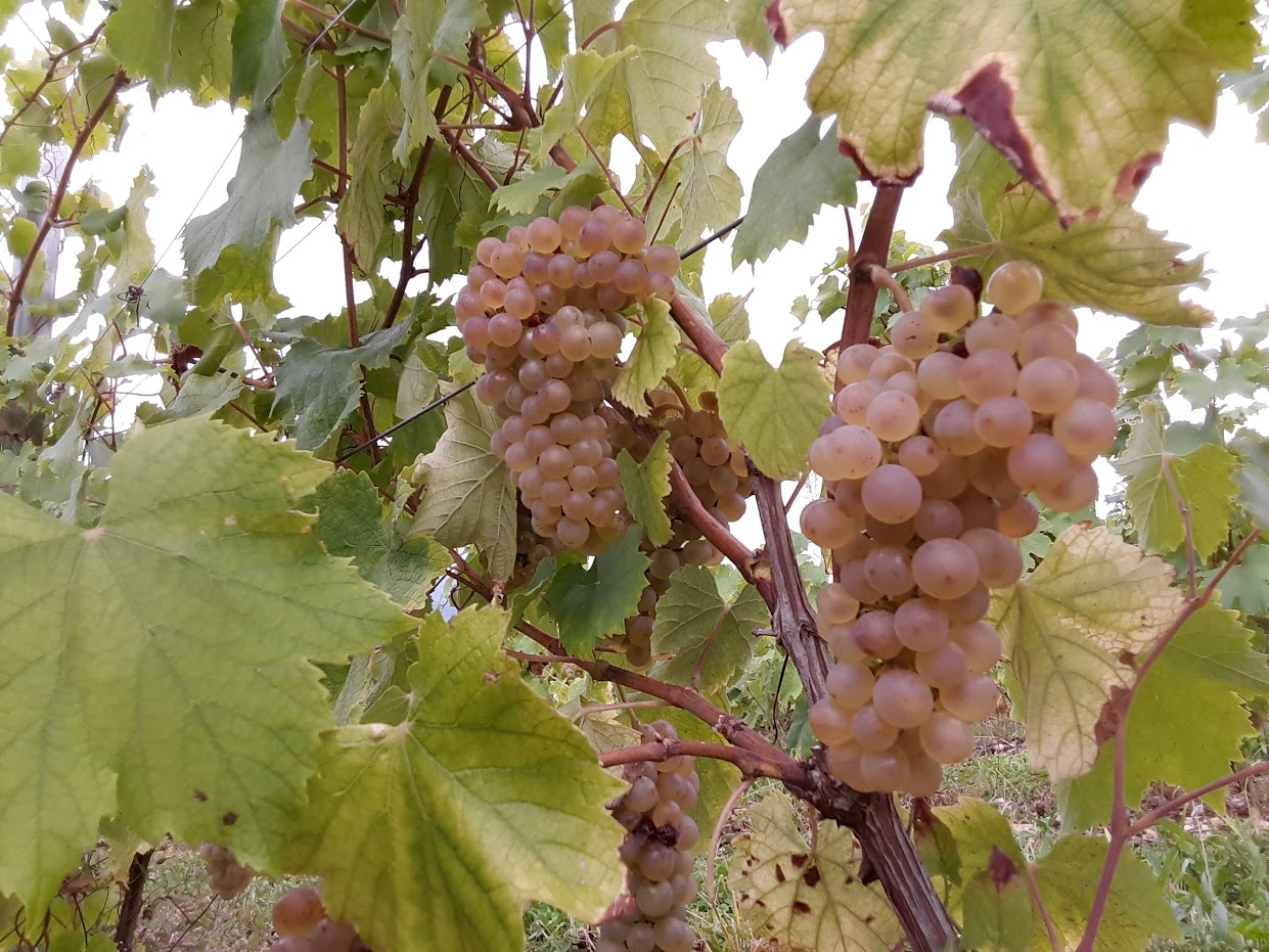 Domaine Maréchal